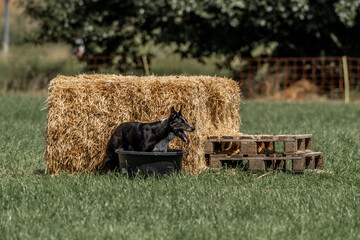 Sheepdog sheep herding trail dog on a beautiful sunny day