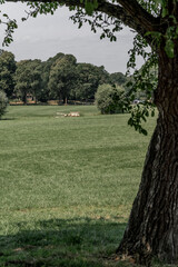 Sheepdog sheep herding trail dog on a beautiful sunny day