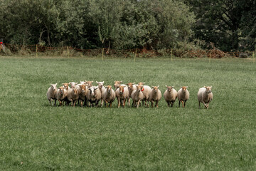 Sheepdog sheep herding trail dog on a beautiful sunny day