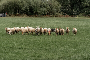 Sheepdog sheep herding trail dog on a beautiful sunny day