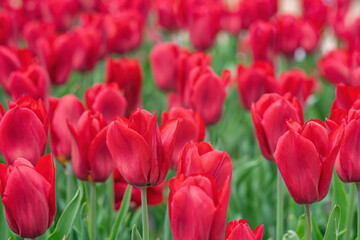 Red tulips flowers with green leaves blooming in a meadow, park, outdoor. World Tulip Day. Tulips field, nature, spring, floral background.
