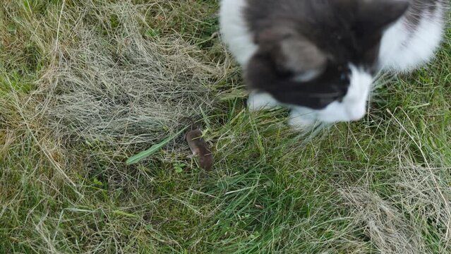 Black and white cat looks attentively at mole lying on the grass. Predator guards prey after the hunt. Garden rodent hid and disguised in the plants.