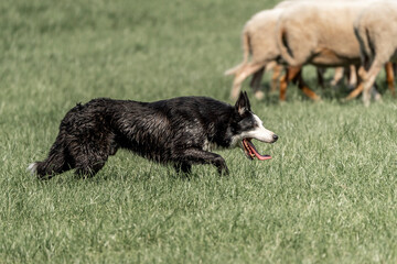 Sheepdog sheep herding trail dog on a beautiful sunny day