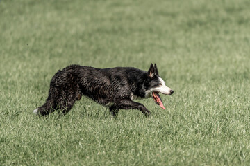 Sheepdog sheep herding trail dog on a beautiful sunny day