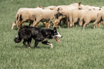 Fototapeta premium Sheepdog sheep herding trail dog on a beautiful sunny day