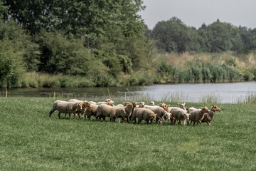 Sheepdog sheep herding trail dog on a beautiful sunny day