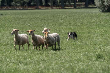 Fototapeta premium Sheepdog sheep herding trail dog on a beautiful sunny day