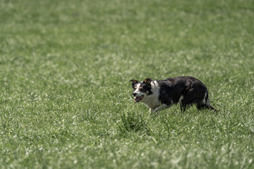 Sheepdog sheep herding trail dog on a beautiful sunny day