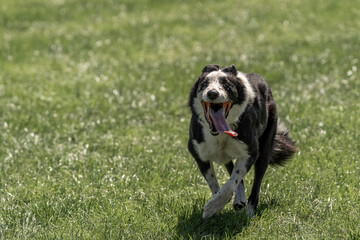Sheepdog sheep herding trail dog on a beautiful sunny day
