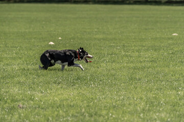 Sheepdog sheep herding trail dog on a beautiful sunny day