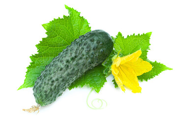 Fresh green cucumber - 621640703
