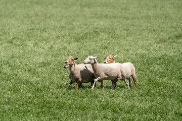 Sheepdog sheep herding trail dog on a beautiful sunny day running sheep