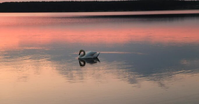 swans floating on the lake during sunset in spring, beautiful white swans feed during sunset on the lake