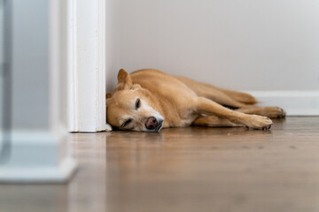 Brown dog sleeping on hardwood floor