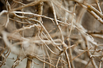 branches of plant over sky