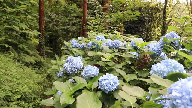 Panoramic view of green forest with light blue hydrangea flowers. Hortensia flowers.