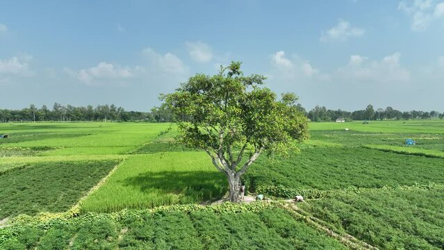 Beautiful tree in the middle of the field, bogura, bangladesh