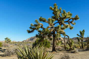 Obraz premium Joshua Tree National Park Barker Dam Trail