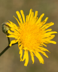A Beautiful Dandelion Standing against a Brown Background is Being Warmed by the Hot Summer Sun 