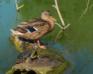 A Female Duck and a Tortoise Are Resting next to Each Other on a Fallen Tree Trunk by the Lake