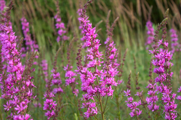 Obraz premium field of lavender