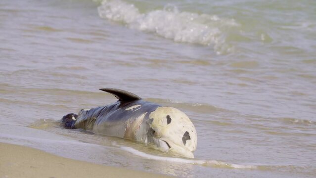 Dead dolphin on the seashore
