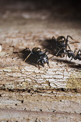 close-up. A black woodworm ant on the surface of a tree.