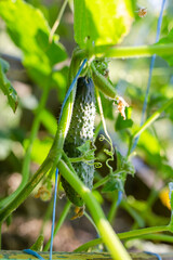 green fresh cucumber on ripened on cucumber vine in vegetable garden. Growing vegetables, harvesting