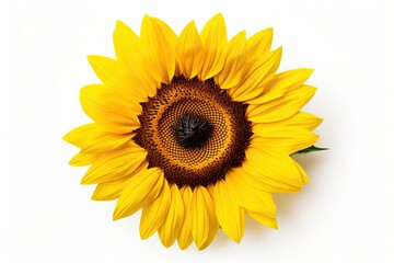 Isolated Ripe Sunflower with Yellow Petals and Dark Middle on White Background - Ideal for Seed and Oil Industry and Flower Lovers. Generative AI