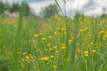 Background of meadow grasses and flowers shot in close-up on summer day, summer view