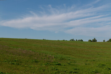 Fototapeta premium A field against a blue sky on a warm summer day