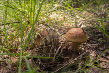 Fresh mushroom in the grass in the light of a warm summer day. The concept of mushroom picking