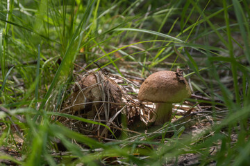 Fresh mushroom in the grass in the light of a warm summer day. The concept of mushroom picking