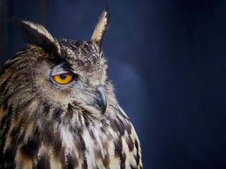 Perched Long Eared Owl  Detail