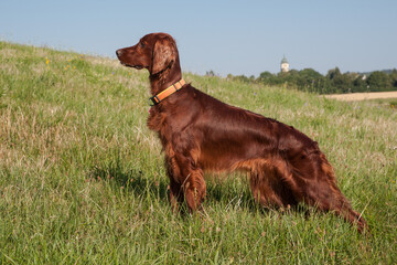 An Irish Setter stands on a lush green hill in front of the small town. His whole body is tense as...