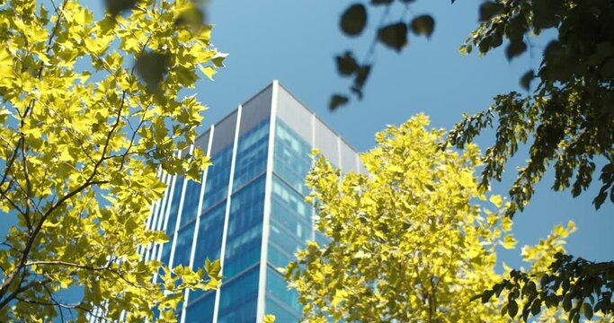 Tree to building refocusing