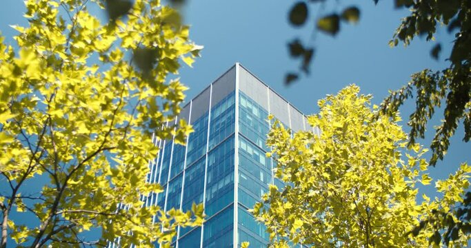 Tree to building refocusing