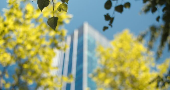 Tree to building refocusing