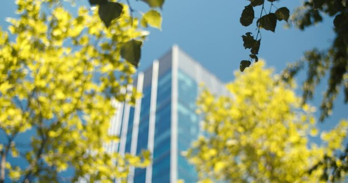 Tree to building refocusing