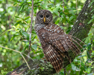 owl on a branch