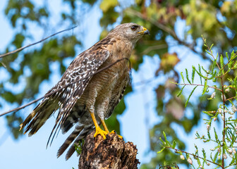 red tailed hawk