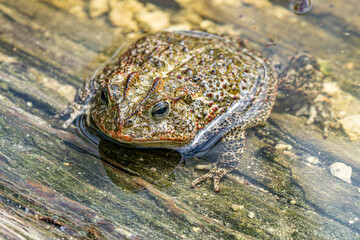 frog on the stone