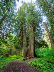 Old growth cedar forest and tall trees