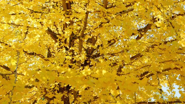 Dramatic view of yellow gingko leaves blowing in wind in autumn or fall, Nature or landscape, Nobody