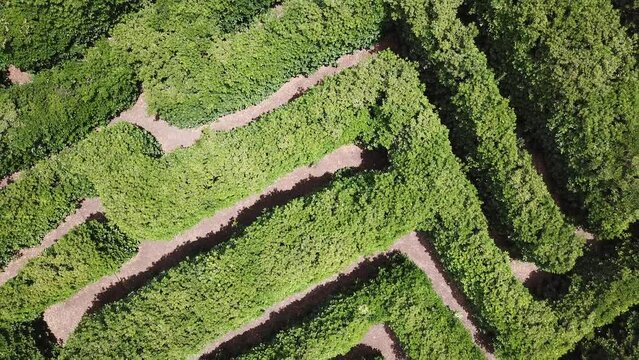 central point of view rising over a maze 