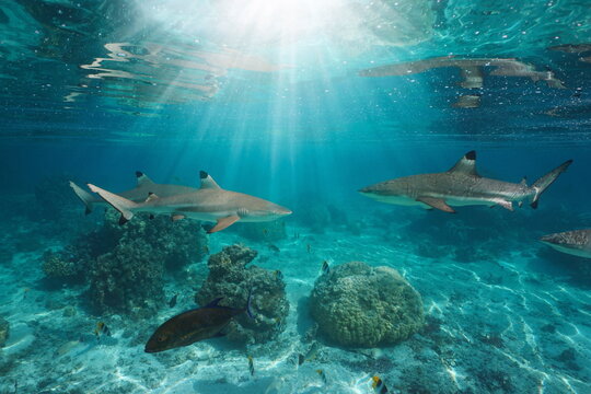 Sunlight underwater with blacktip reef sharks below water surface, Pacific ocean, French Polynesia