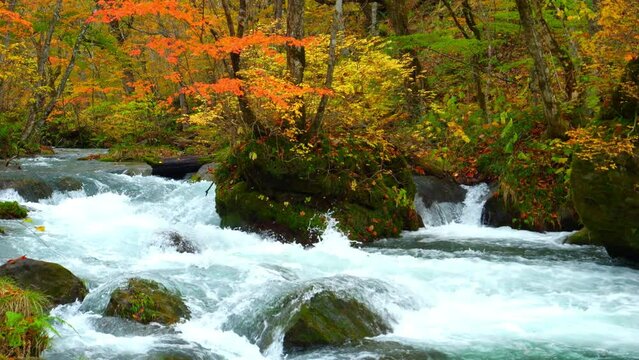 Oirase Stream in autumn sunny day, Beautiful fall or autumn foliage scene in a forest Flowing river and mossy rocks in Towada Hachimantai National Park, Aomori Prefecture in Japan, Travel or outdoor