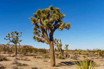 Obraz premium Joshua Tree National Park Barker Dam Trail