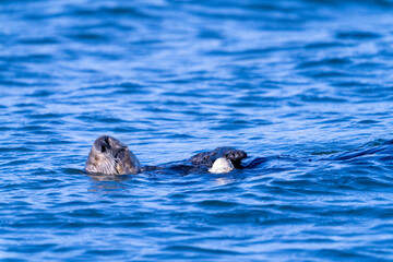 Fototapeta premium A sea otter eating a clam in Moss Landing, California.