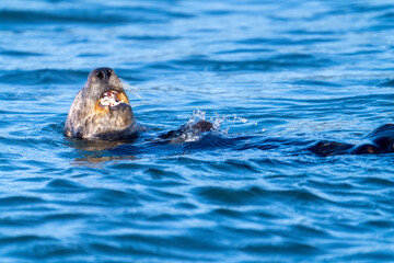Fototapeta premium A sea otter eating a clam in Moss Landing, California.